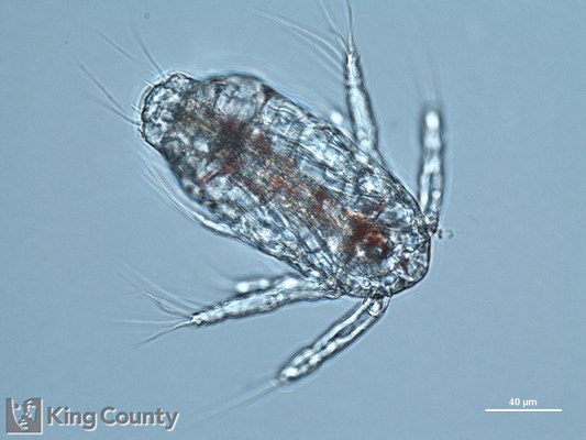 Photo of Copepoda: larval stages